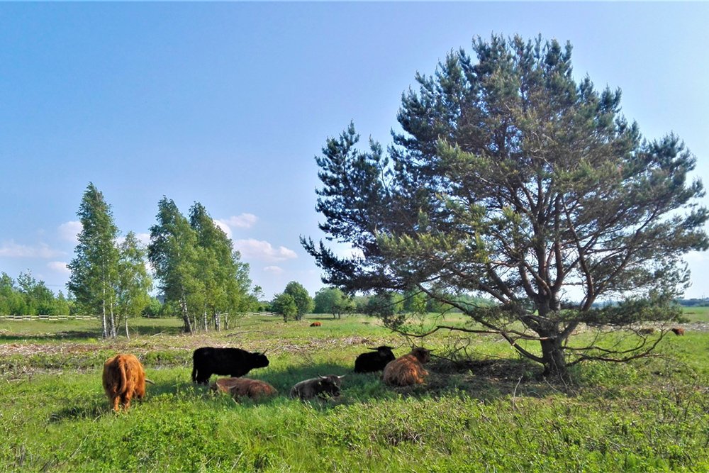 Paljassaare tallinn trekking