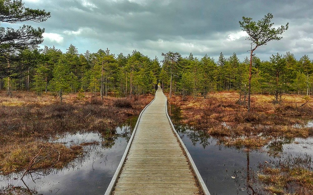 palude-di-viru-lahemaa-estonia