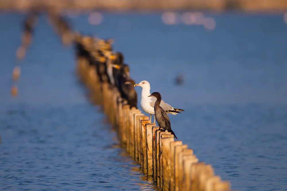 birdwatching penisola curlandese
