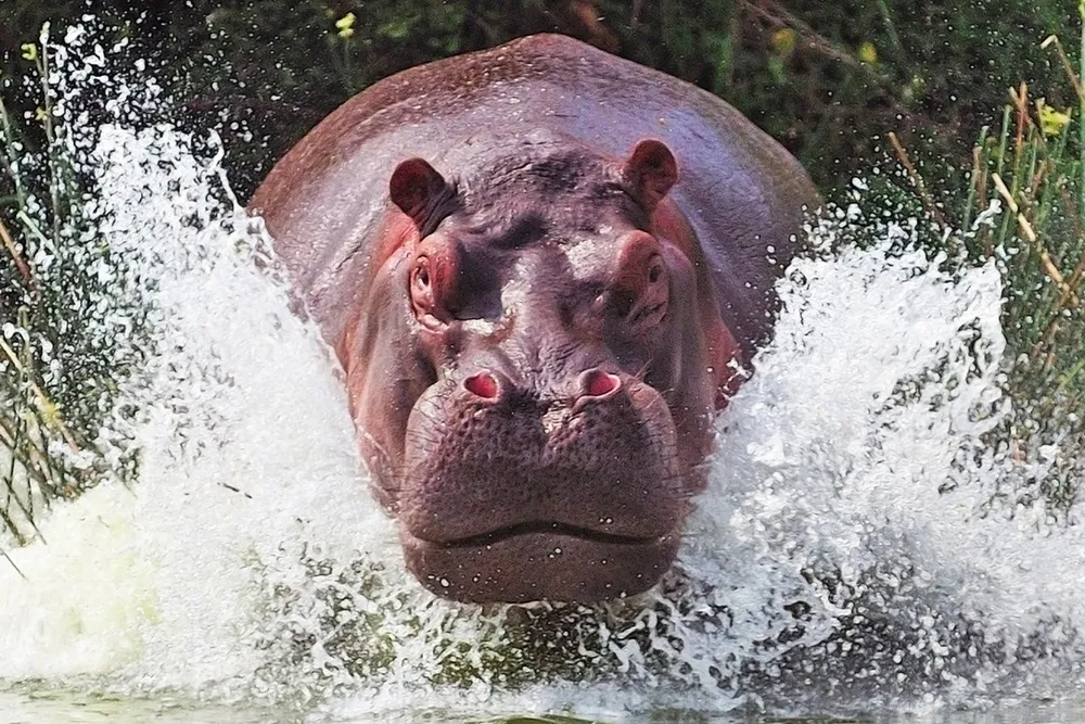 zoo di kaliningrad